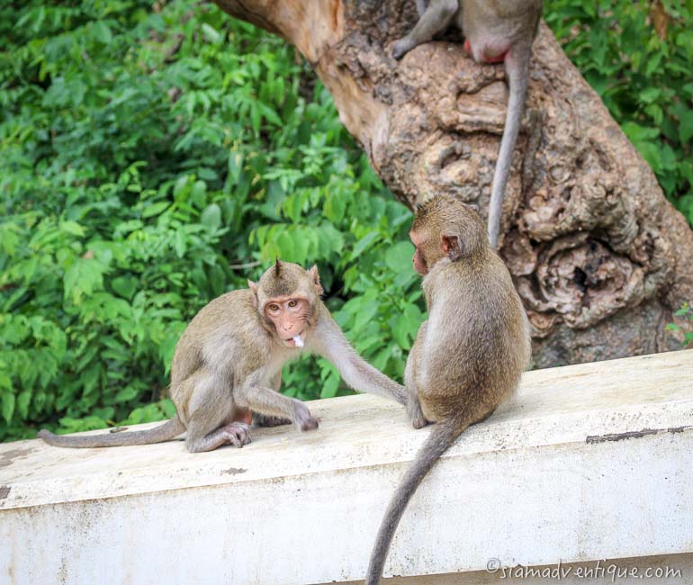 Monkeys in Lopburi