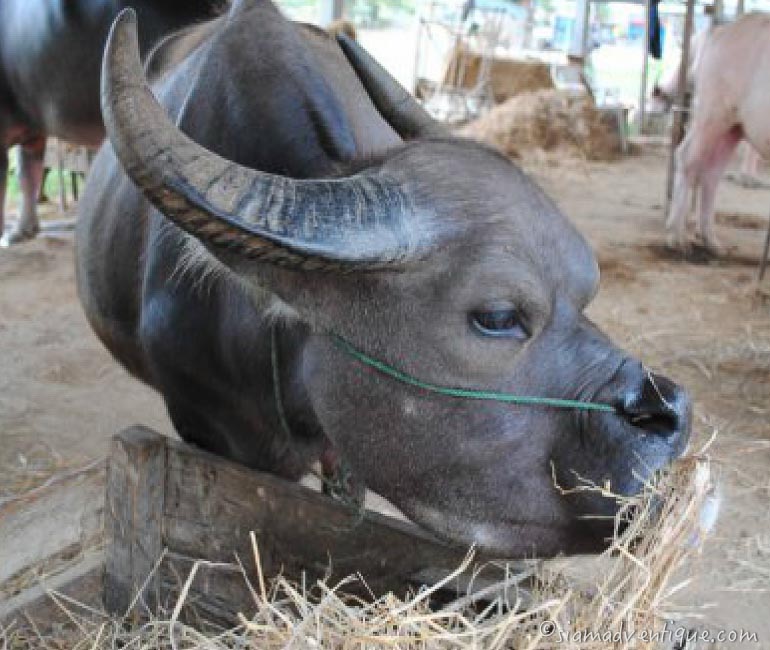 Water Buffalo in Thailand